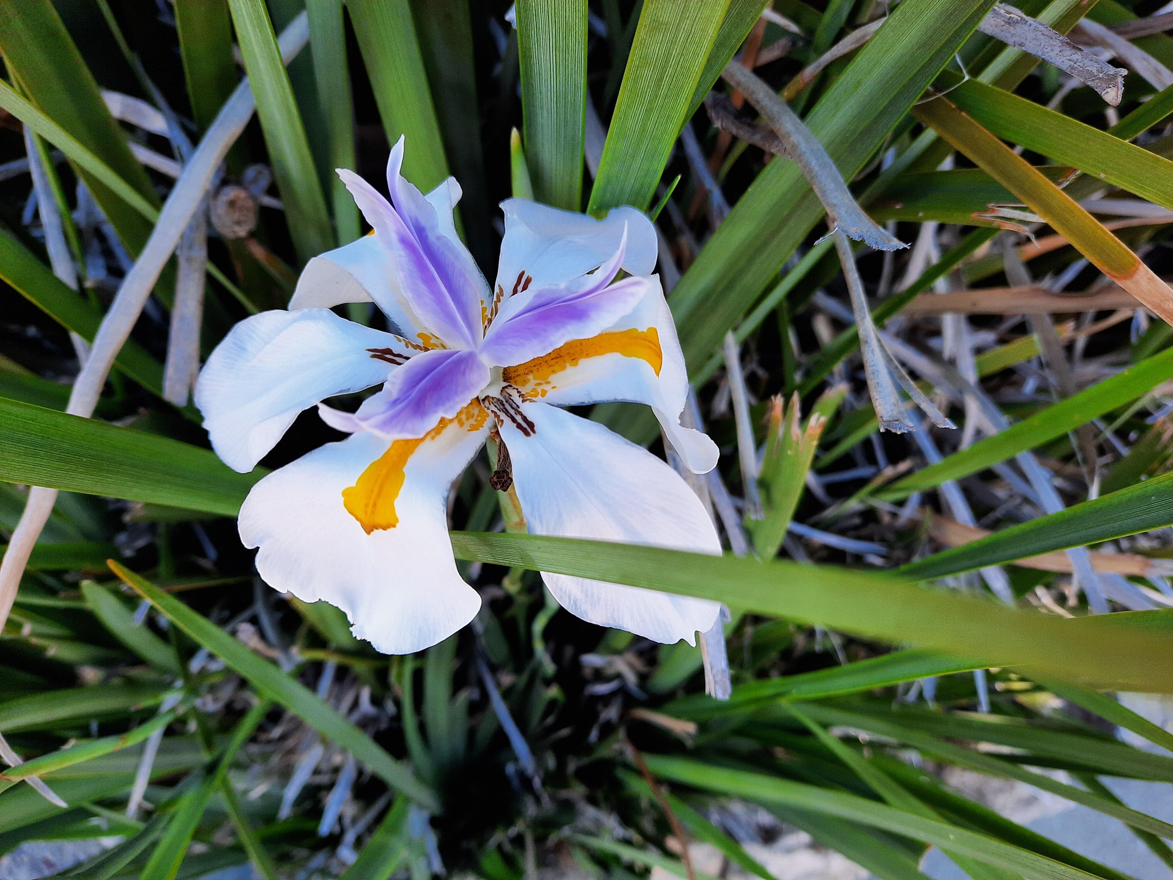 galaxya51camera-iris