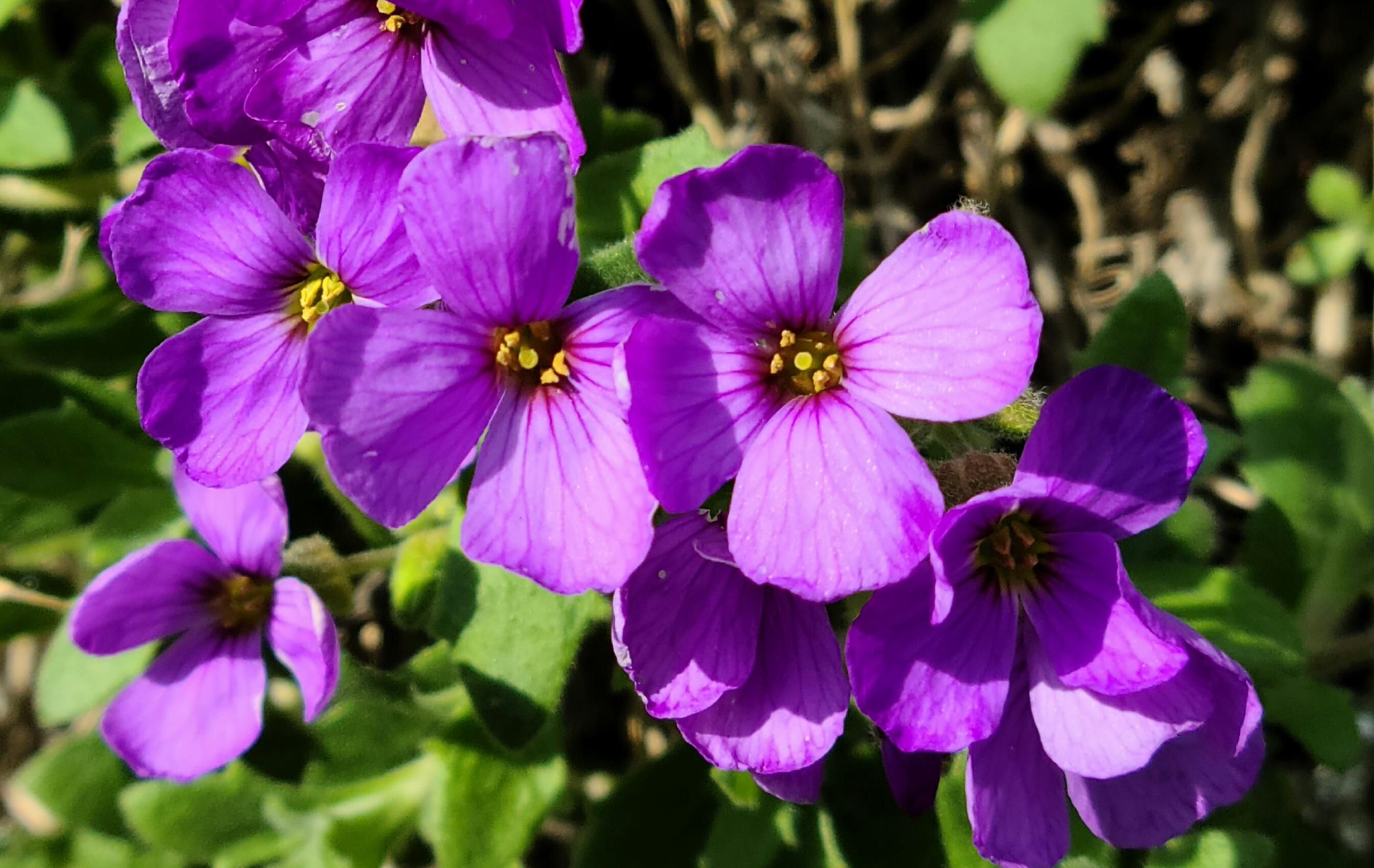 flowers-close-up